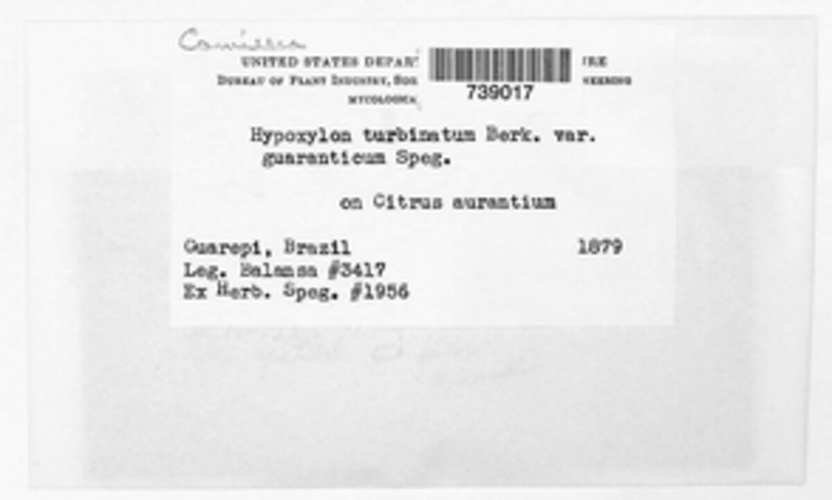 Phylacia turbinata image